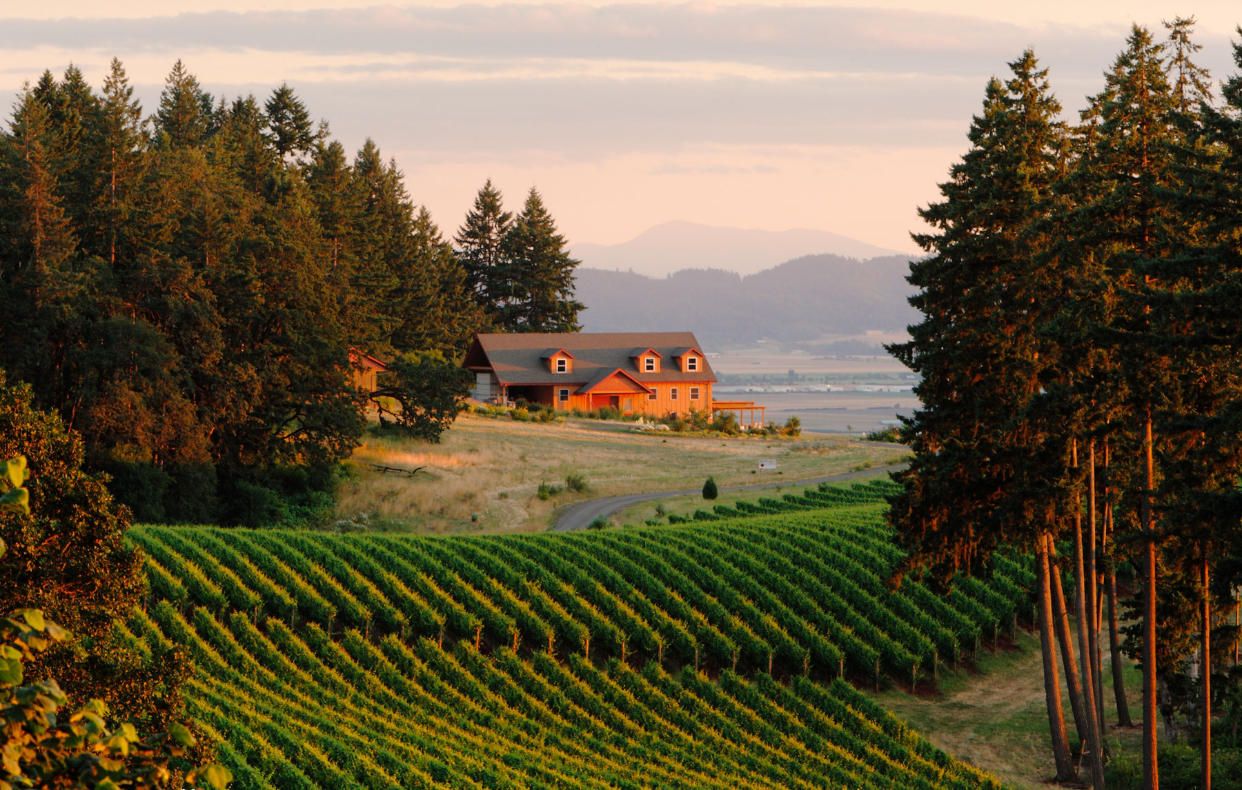 Best Wineries in the South Dundee Hills | WineryHunt Oregon