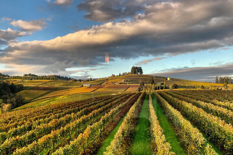 Holloran Vineyard Wines - vineyard