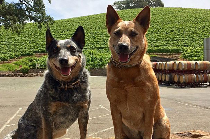 Dog Friendly Oregon Wineries WineryHunt Oregon