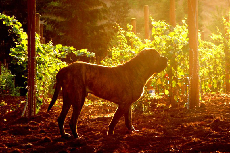 Dog Friendly Oregon Wineries WineryHunt Oregon