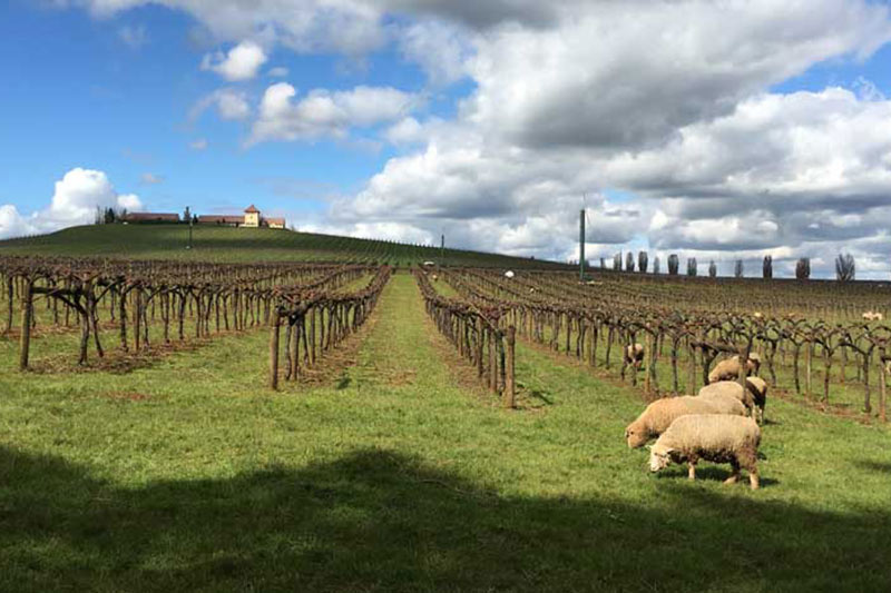 King Estate Biodynamic vineyards