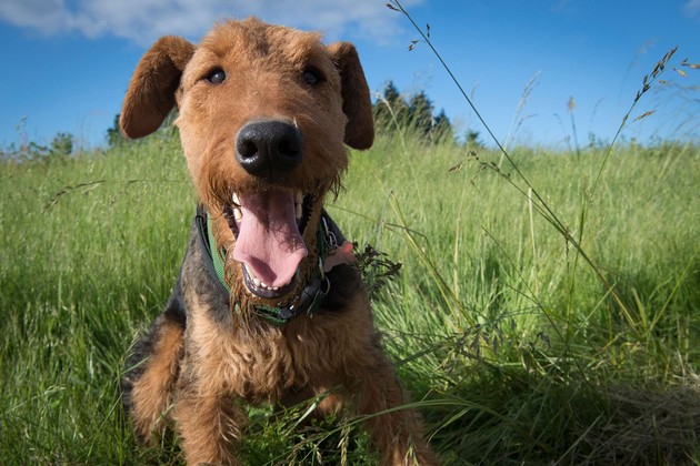 Monks Gate vineyard dogs