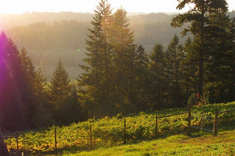 Noble Estate, Oregon wines