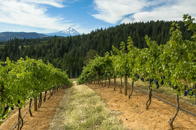 Phelps Creek Vineyards