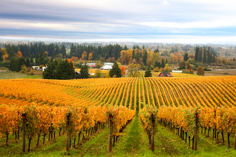 Dog Friendly Oregon Wineries WineryHunt Oregon