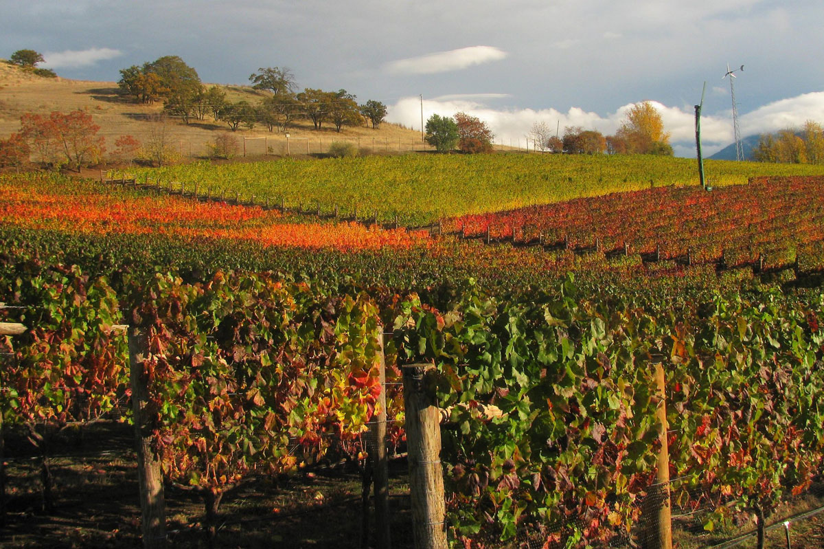 Fall colors in the vineyard at Dana Campbell