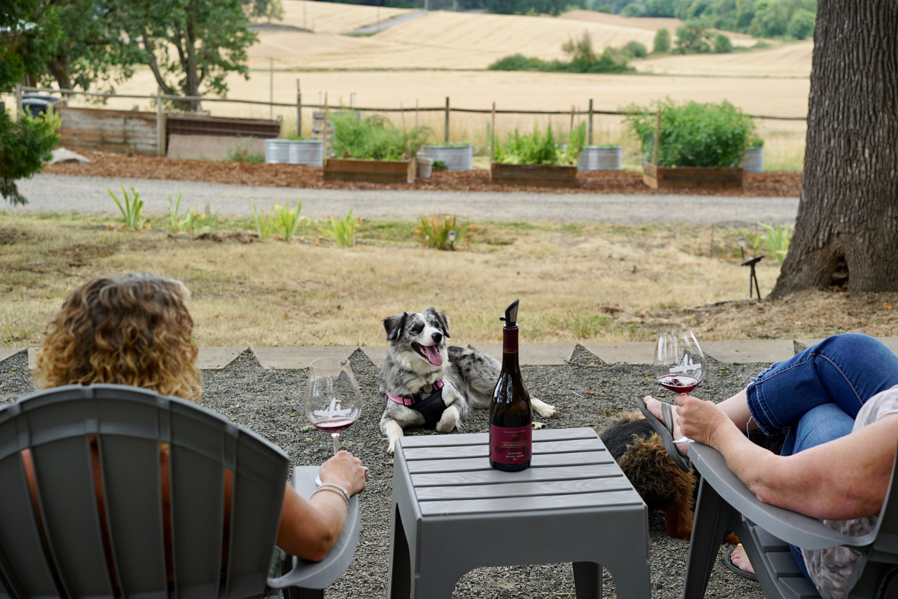 Dog Friendly Oregon Wineries WineryHunt Oregon