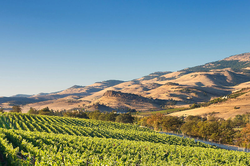 Vineyards at Irvine and Roberts in Southern Oregon
