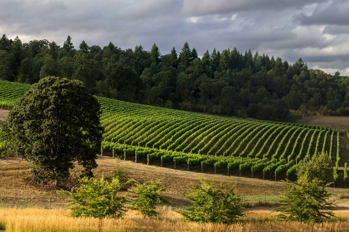 Best Wineries In The Van Duzer Corridor | WineryHunt Oregon