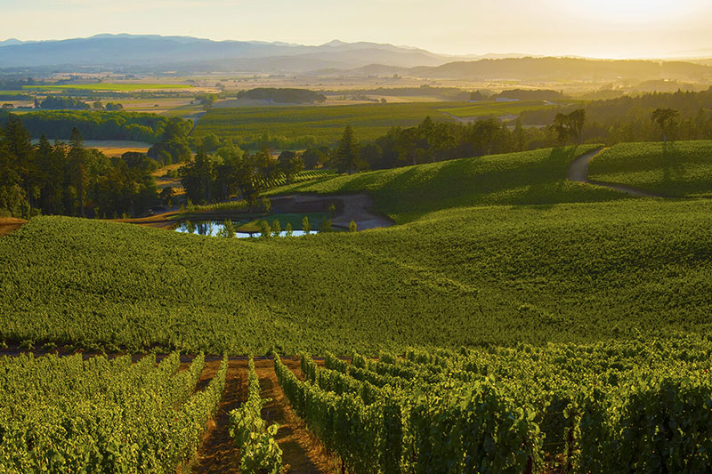 Eola Hills Legacy Estate vineyard