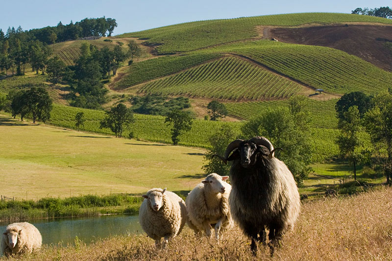 Sheep in the vineyard at Maysara Winery