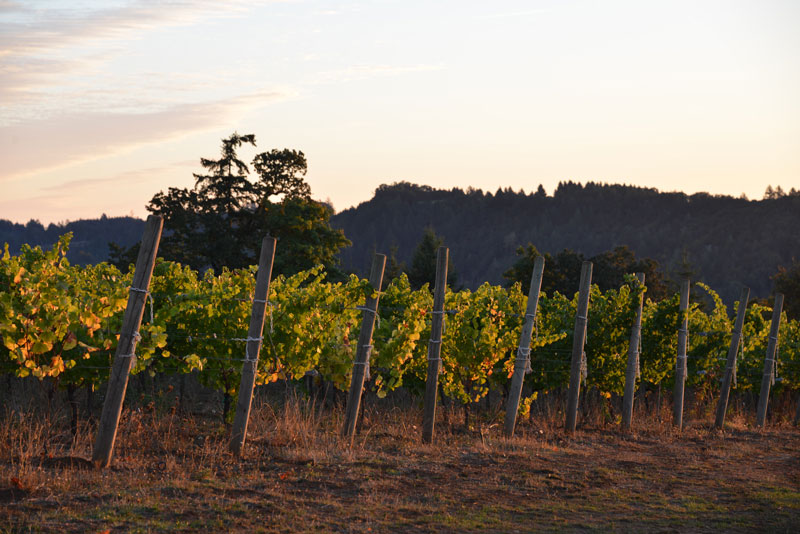 Vineyards in the evening at J. Wrigley