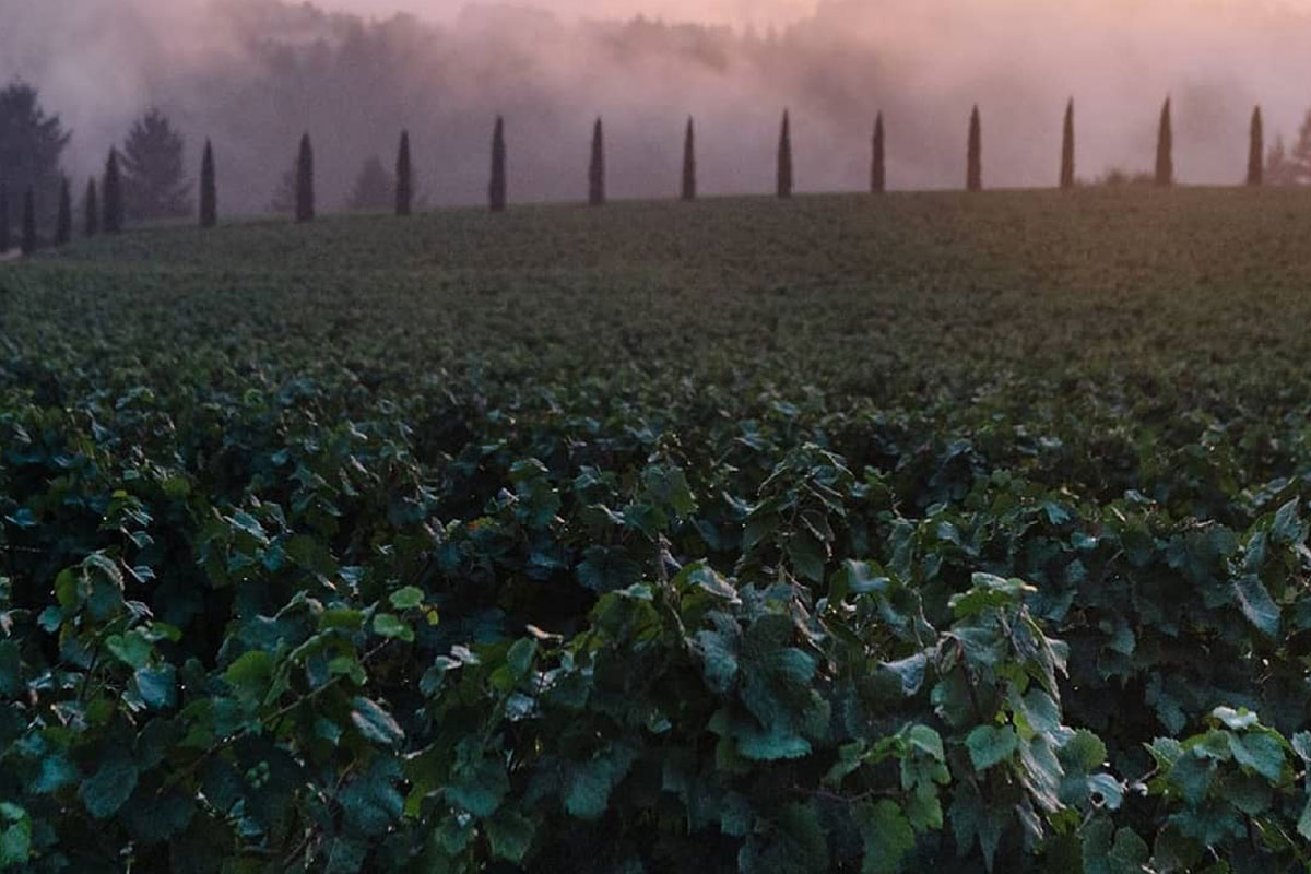 Wine tasting in Sherwood, Oregon Alloro Vineyard