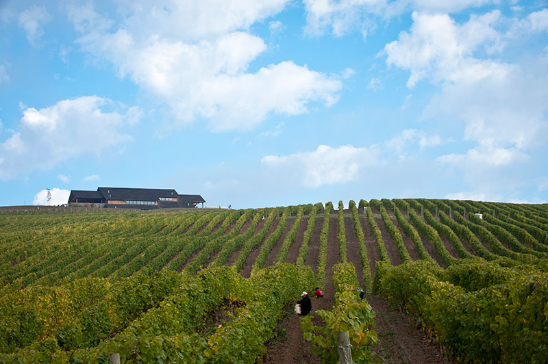 Winery and vineyards at Colene Clemens