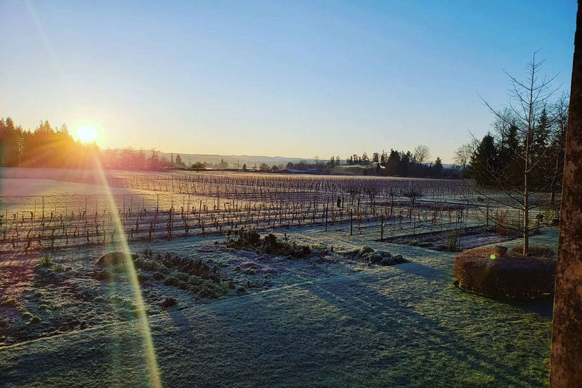 Frosty morning at Hanson Vineyards, Cascade Foothills