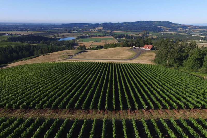 Vineyards at Tresori in Newberg, Oregon