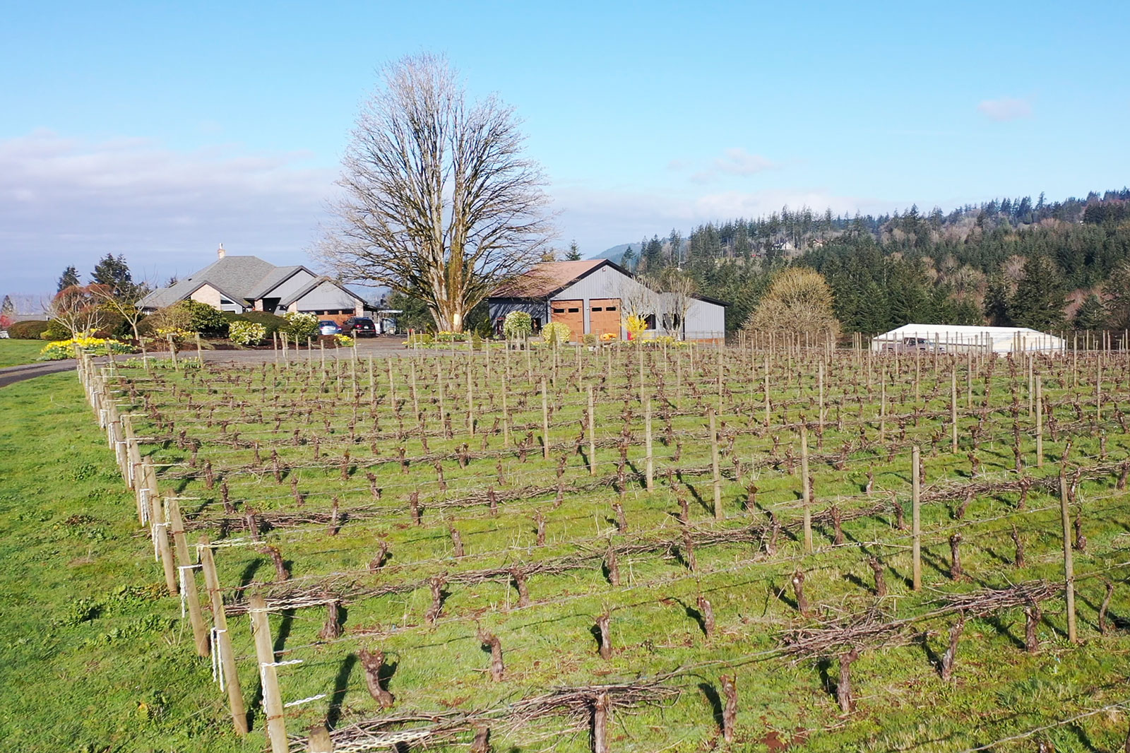 Vineyards at Potters Vineyard